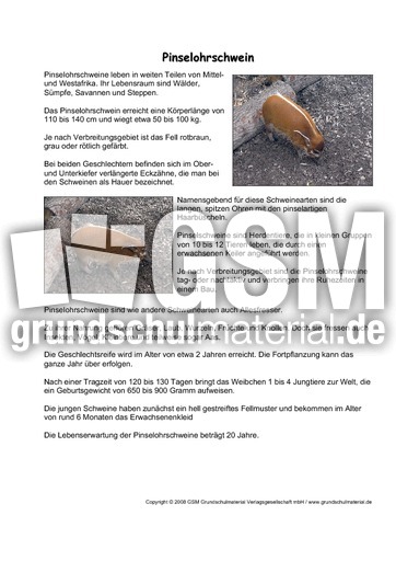 Pinselohrschwein-Steckbrief.pdf